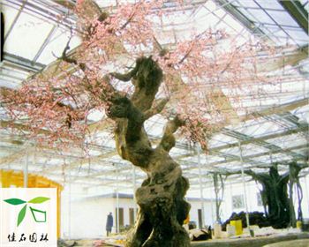 成都仿真梅花樹(shù)合作客戶